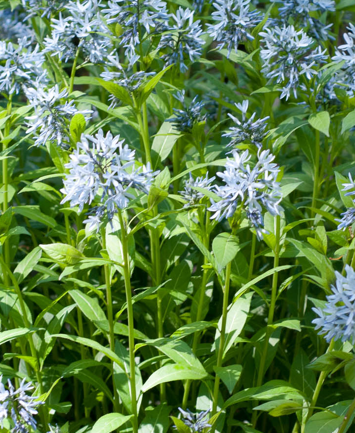 amsonia-tabernaemontana-willow-leaf-bluestar