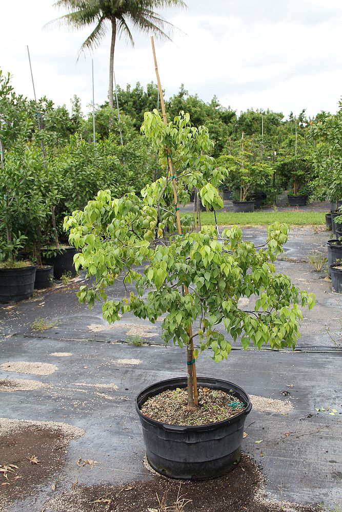 amyris-elemifera-torchwood