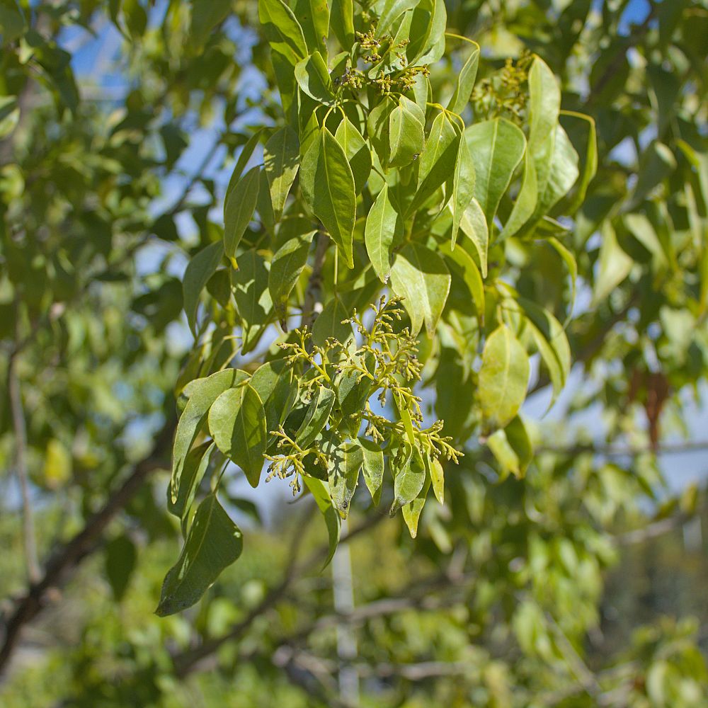 amyris-elemifera-torchwood