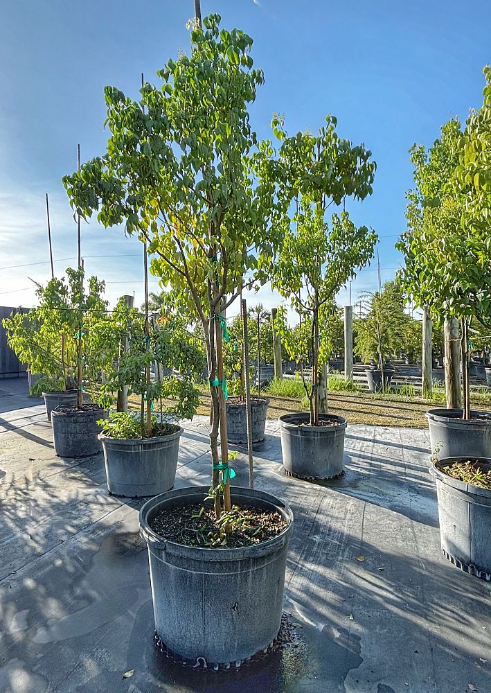 amyris-elemifera-torchwood