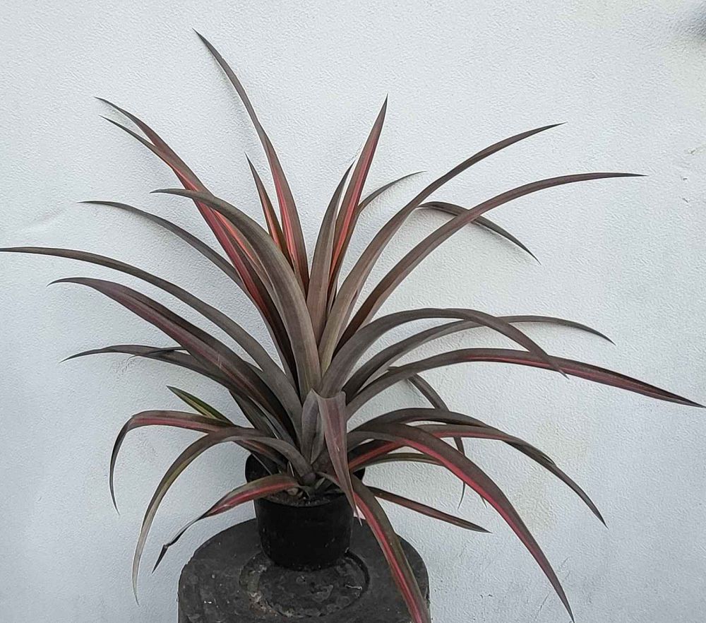 ananas-bracteatus-wild-pineapple-red-pineapple