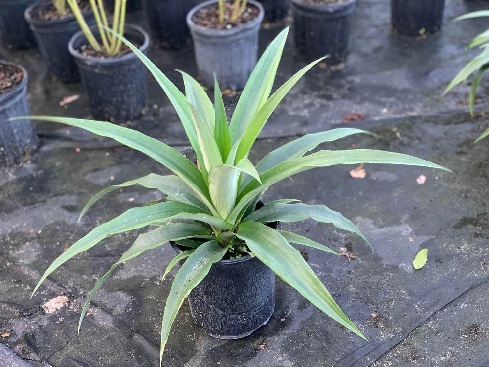 ananas-comosus-elite-gold-pineapple-edible