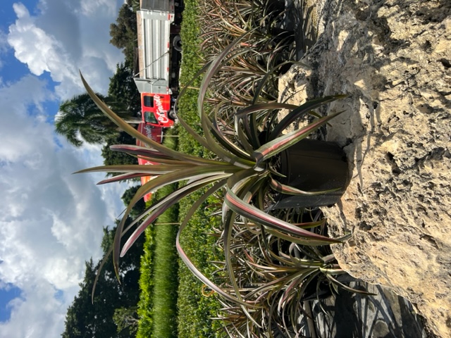 ananas-comosus-florida-special-pineapple
