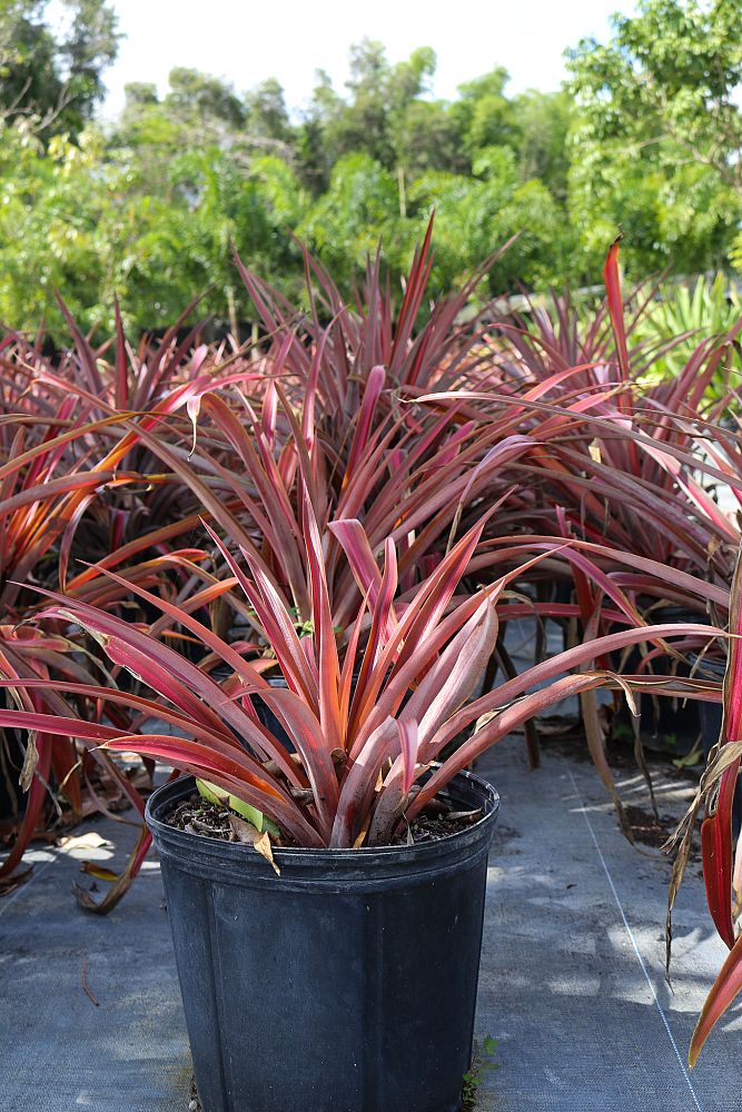 ananas-comosus-florida-special-pineapple