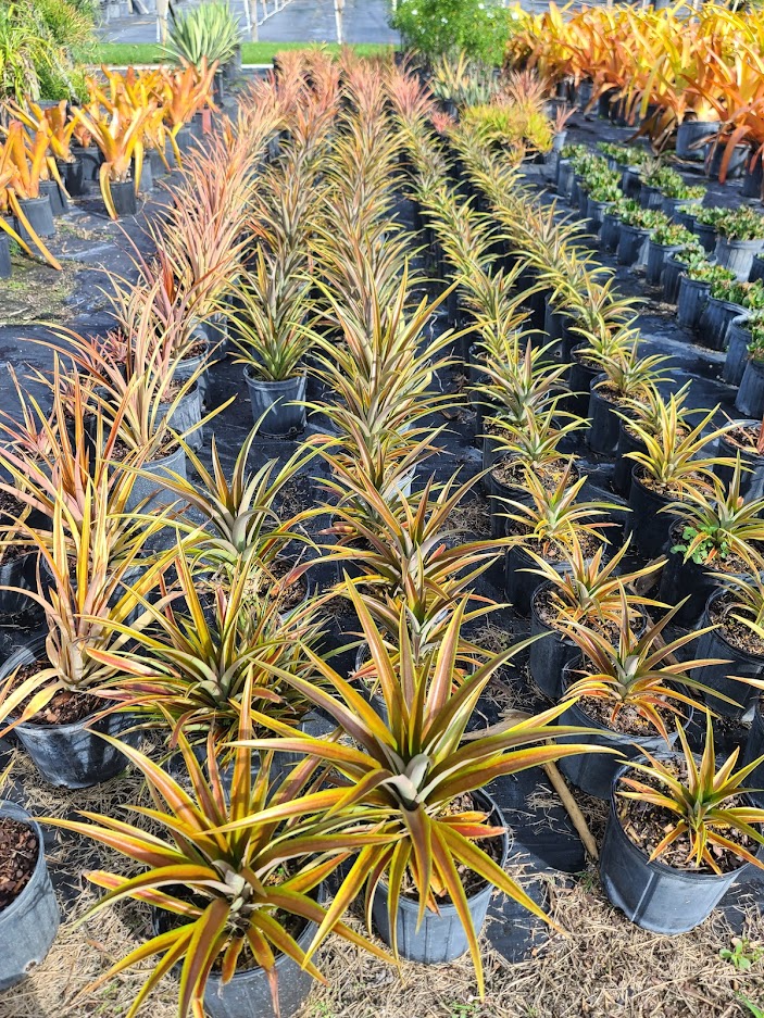 ananas-comosus-lucidus-pineapple-edible