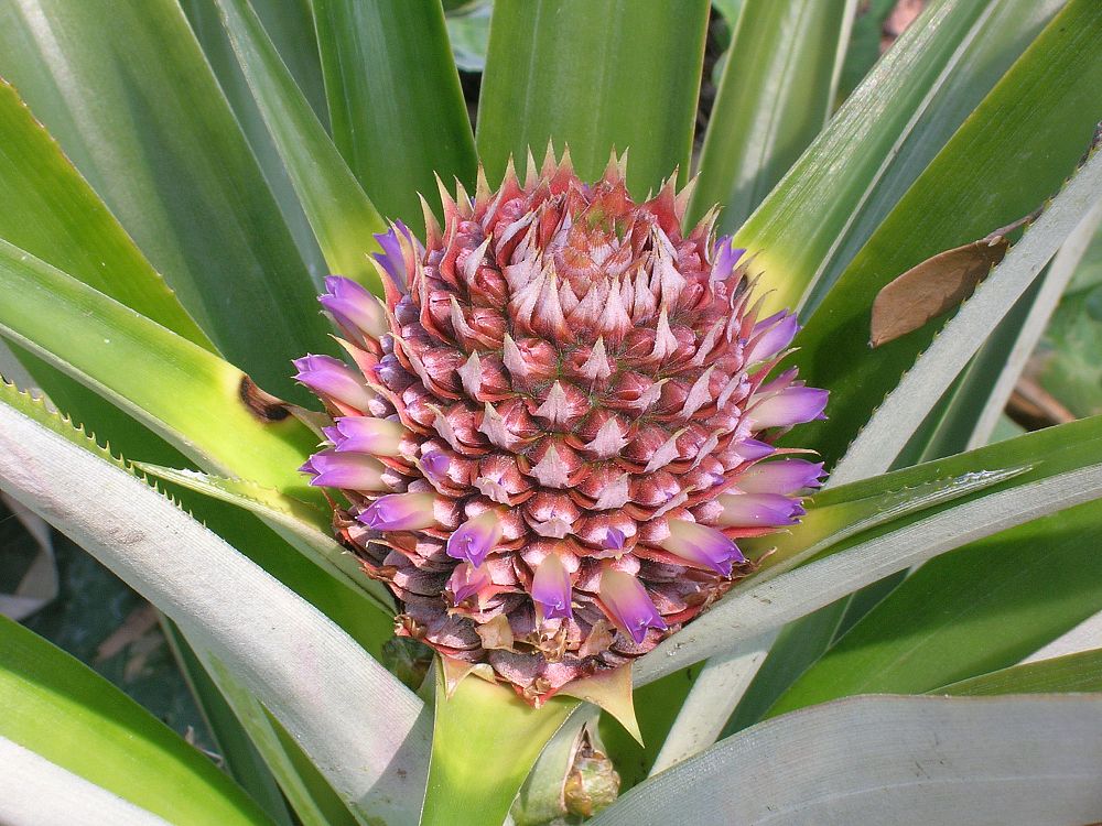 ananas-comosus-pineapple-edible