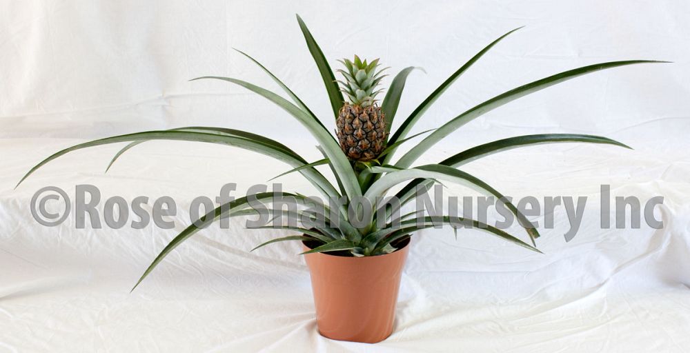ananas-comosus-pineapple-edible
