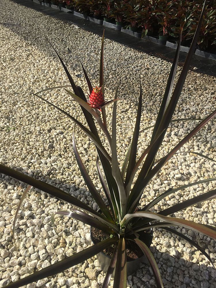 ananas-comosus-pineapple-edible