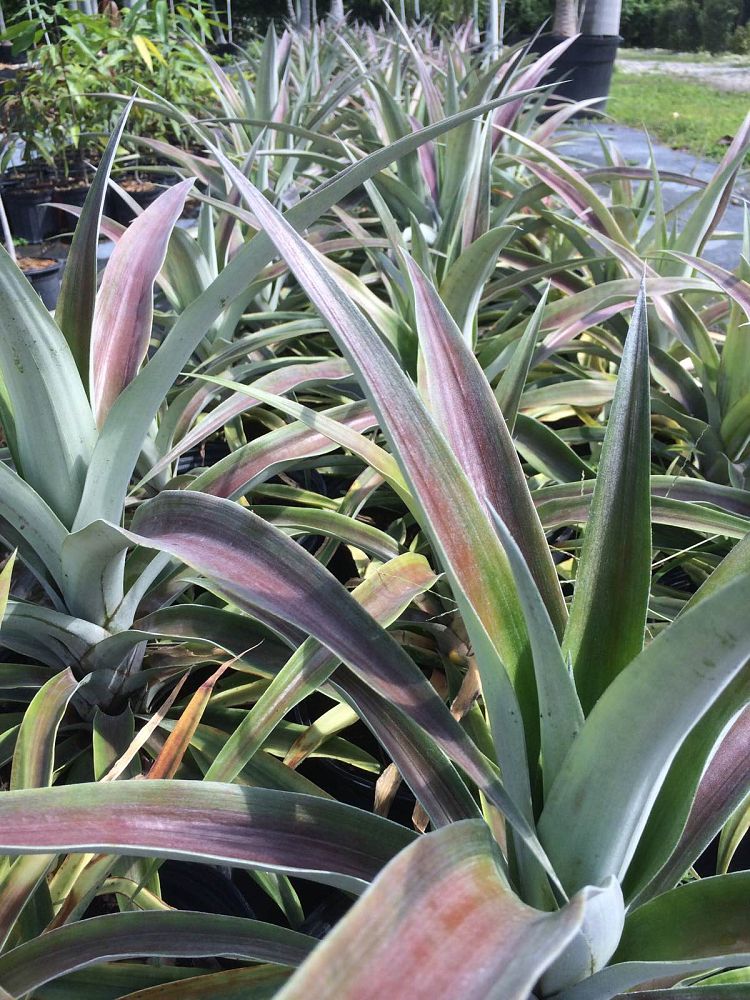 ananas-comosus-pineapple-edible