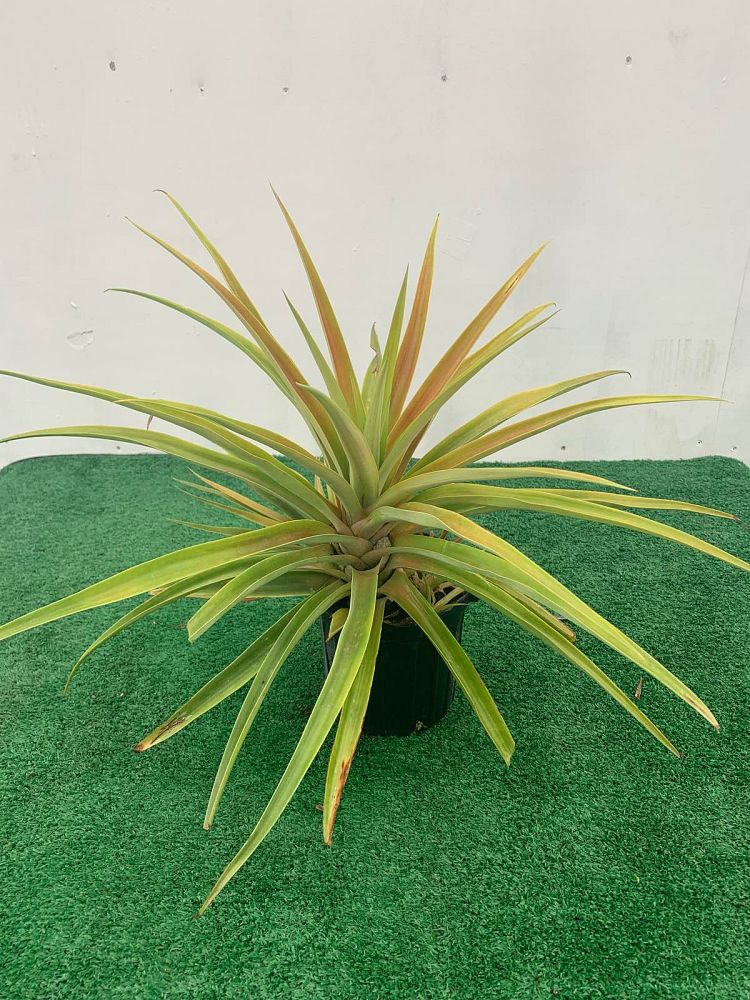 ananas-comosus-pineapple-edible