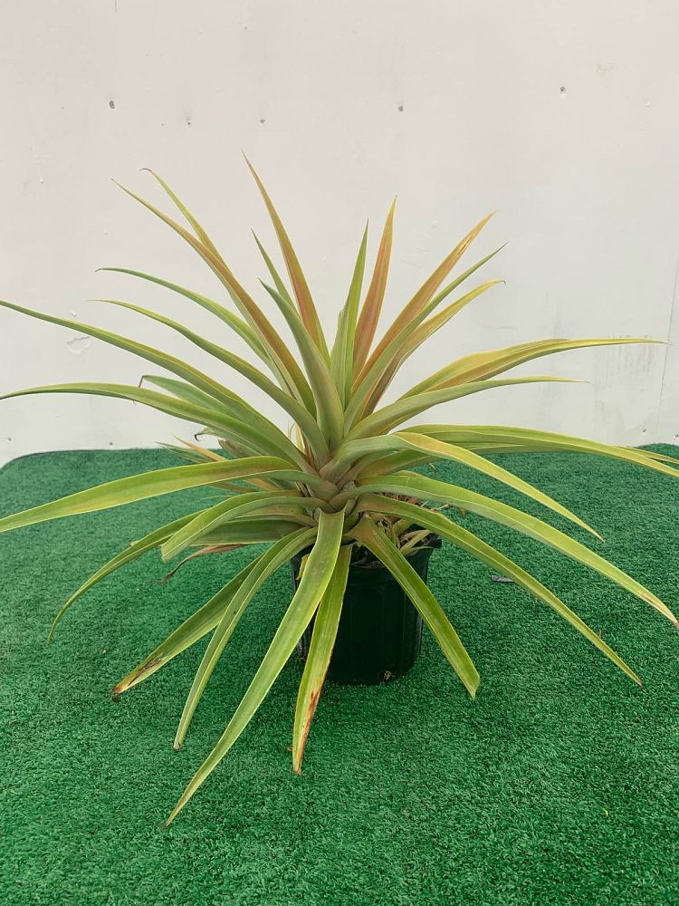 ananas-comosus-pineapple-edible