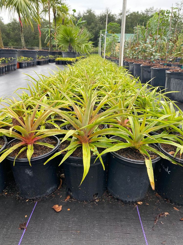 ananas-comosus-pineapple-edible