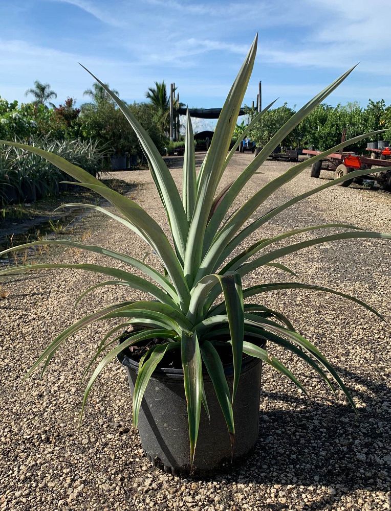 ananas-comosus-pineapple-edible