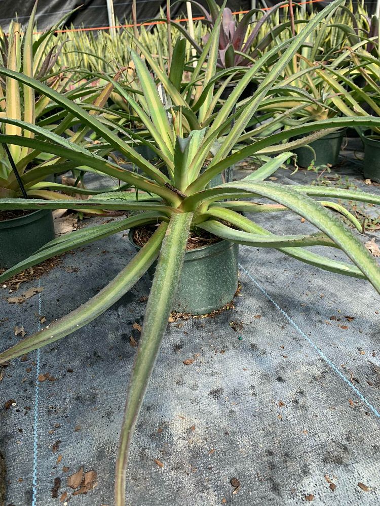 ananas-comosus-pineapple-edible