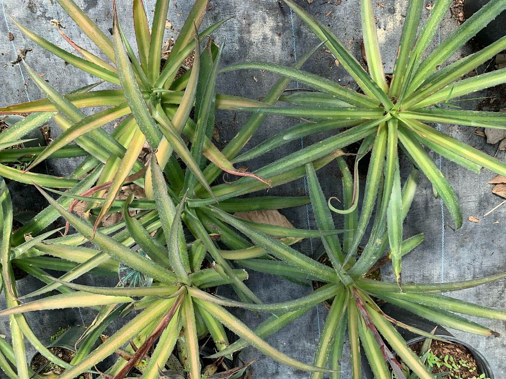 ananas-comosus-pineapple-edible