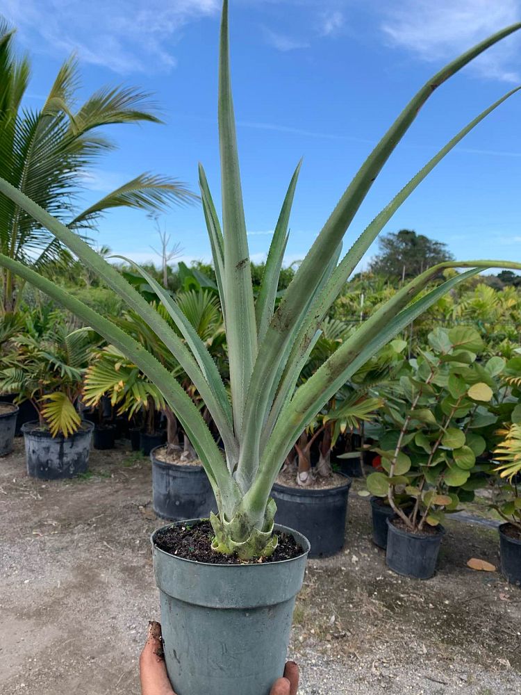 ananas-comosus-pineapple-edible