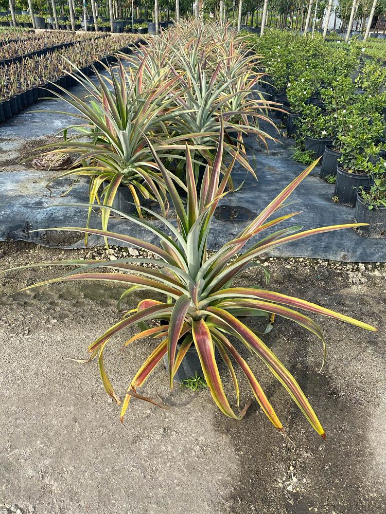 ananas-comosus-pineapple-edible