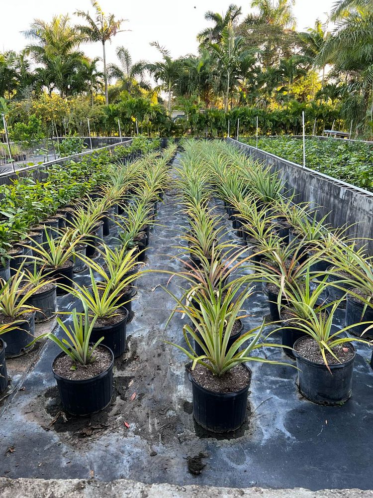 ananas-comosus-pineapple-edible