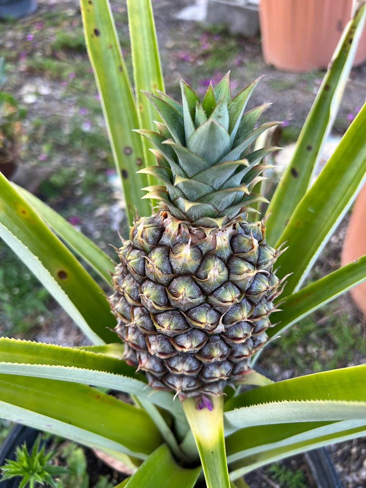 ananas-comosus-pineapple-edible