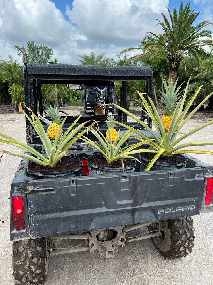ananas-comosus-pineapple-edible