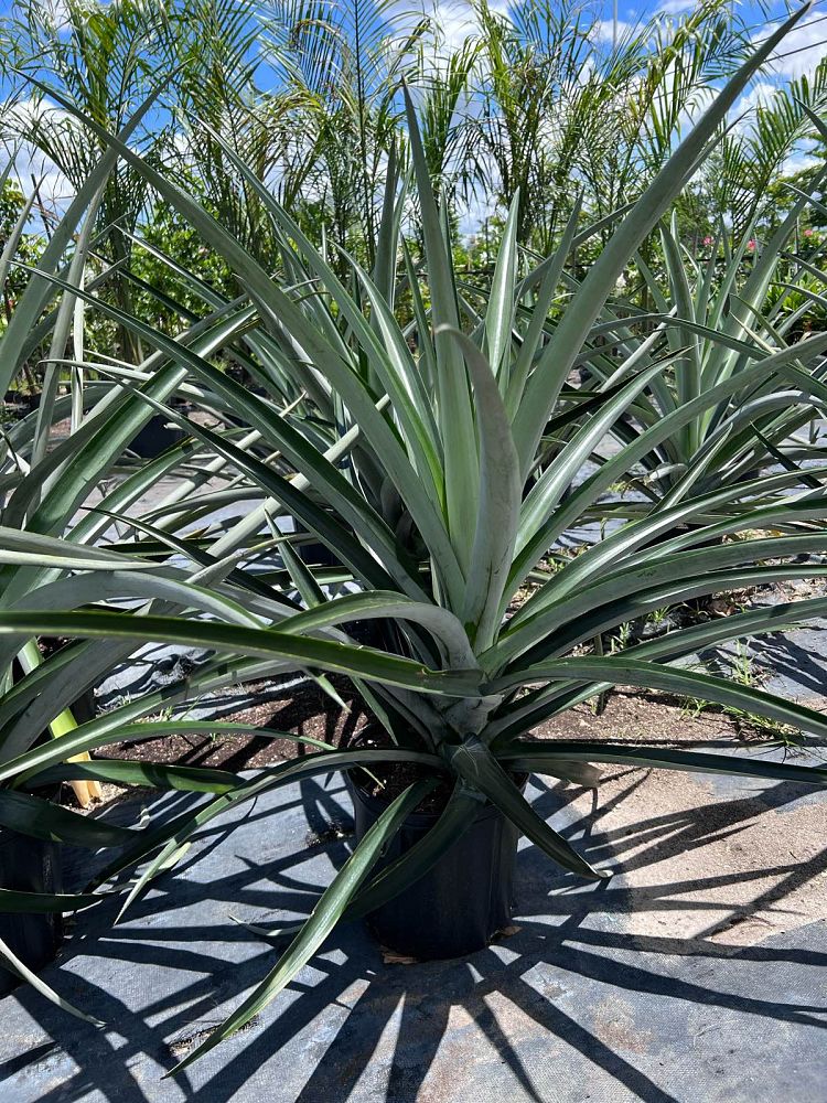 ananas-comosus-pineapple-edible