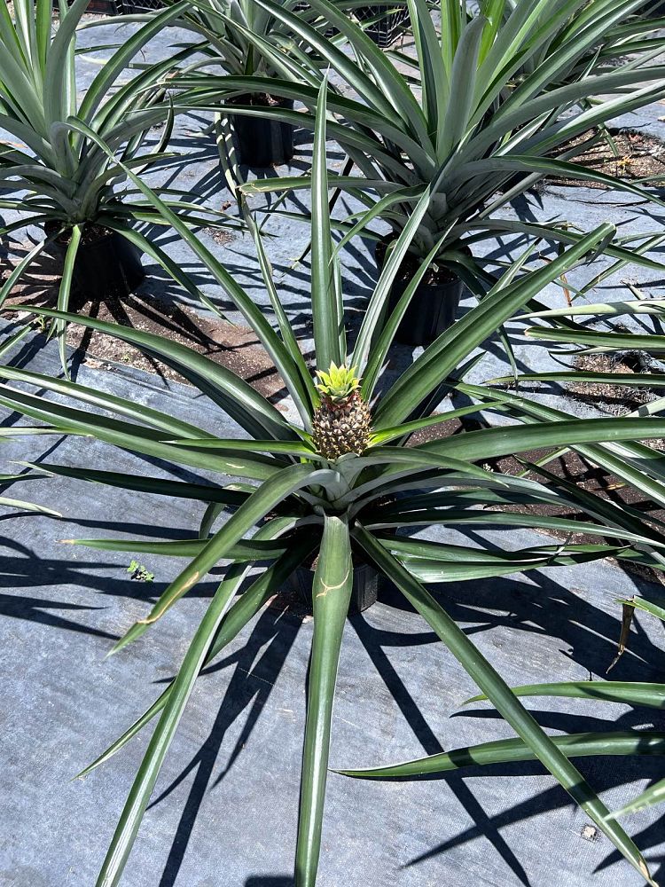 ananas-comosus-pineapple-edible