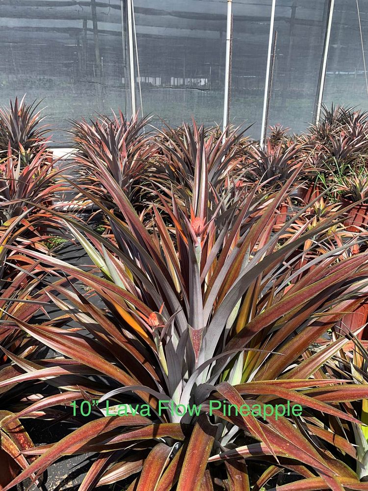 ananas-comosus-pineapple-edible