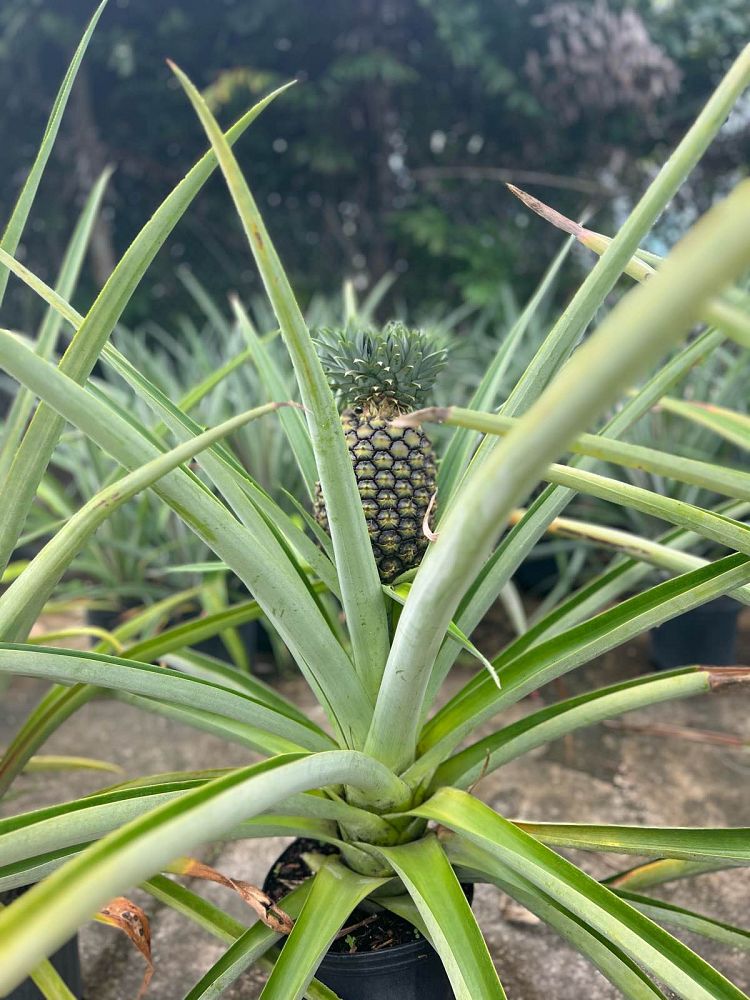 ananas-comosus-pineapple-edible