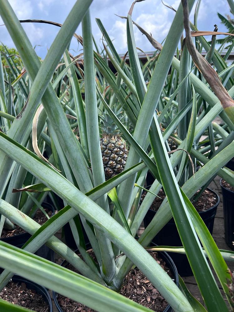 ananas-comosus-pineapple-edible