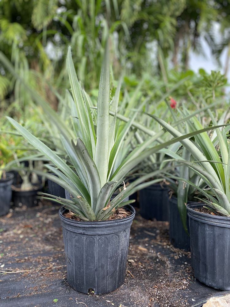 ananas-comosus-pineapple-edible