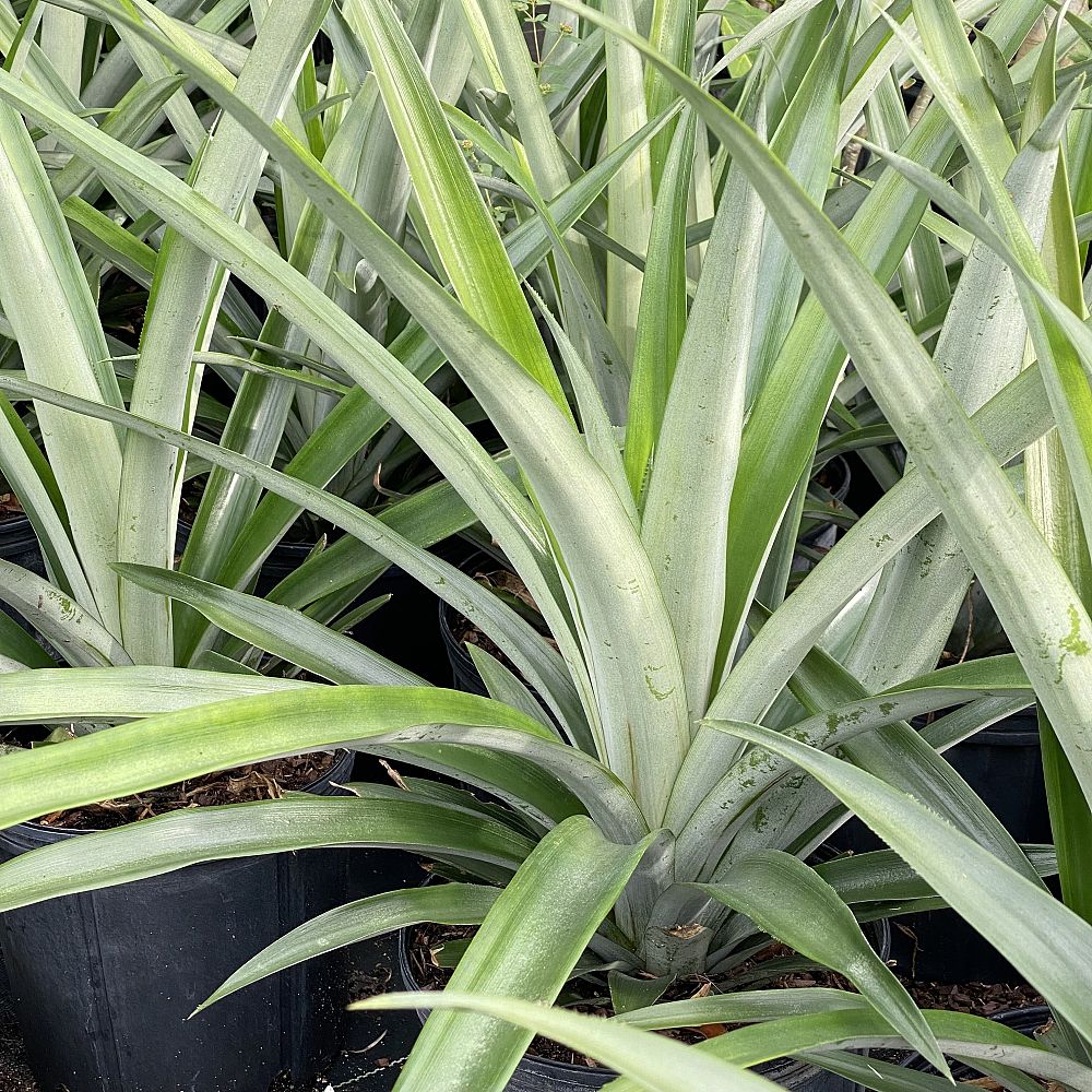 ananas-comosus-pineapple-edible