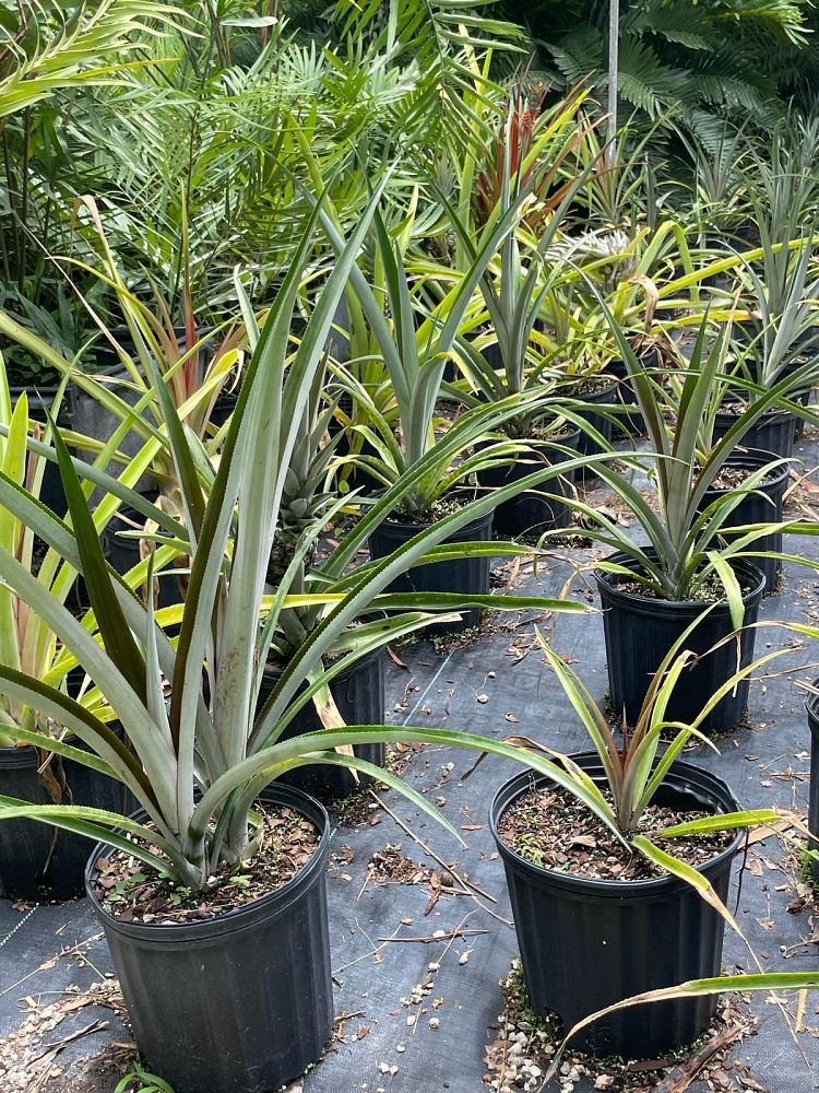 ananas-comosus-pineapple-edible