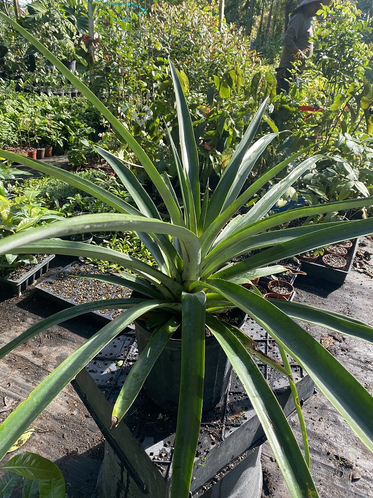 ananas-comosus-pineapple-edible