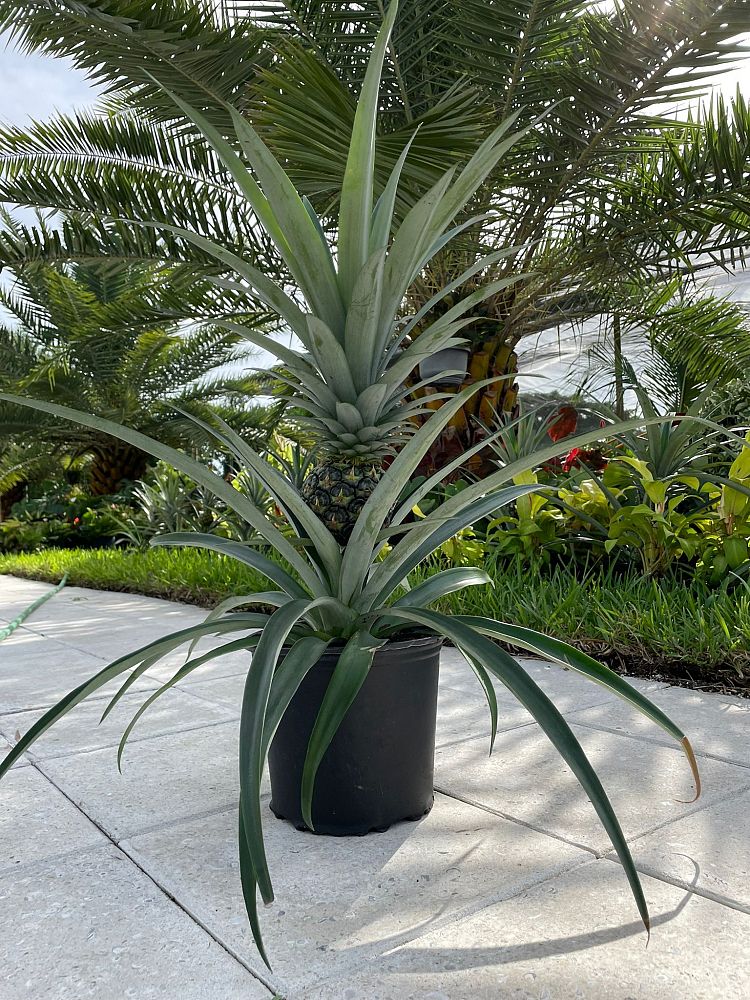 ananas-comosus-pineapple-edible