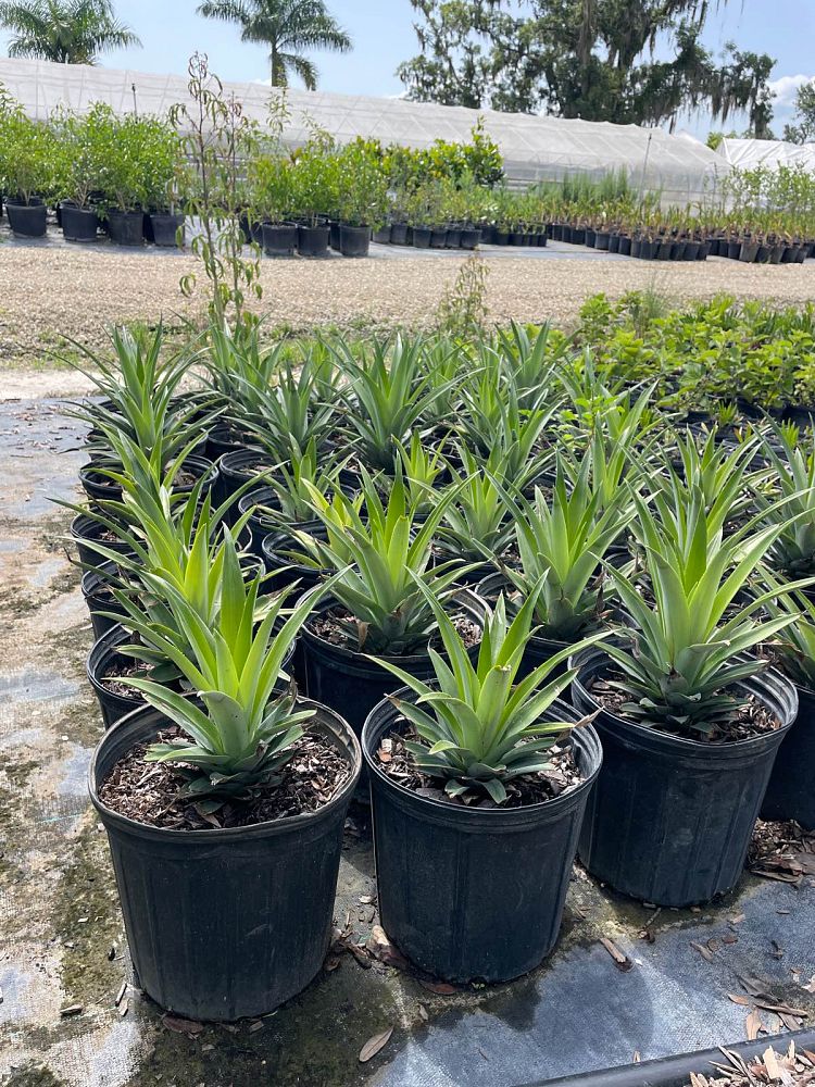 ananas-comosus-pineapple-edible