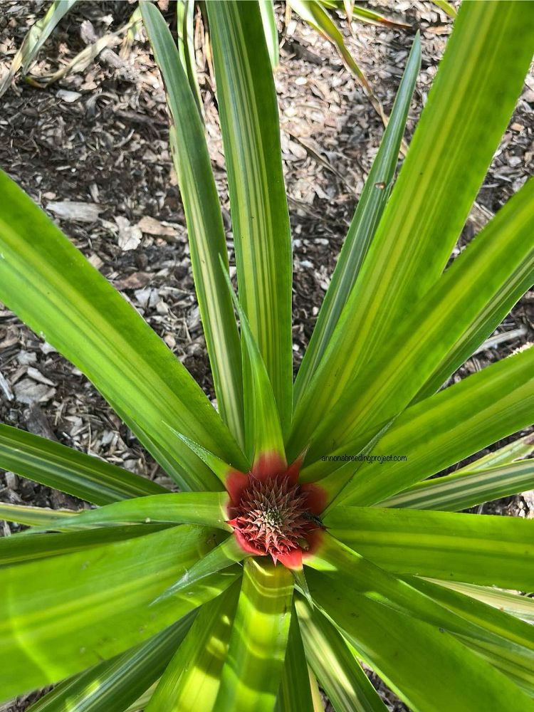 ananas-comosus-smooth-cayenne-pineapple-edible