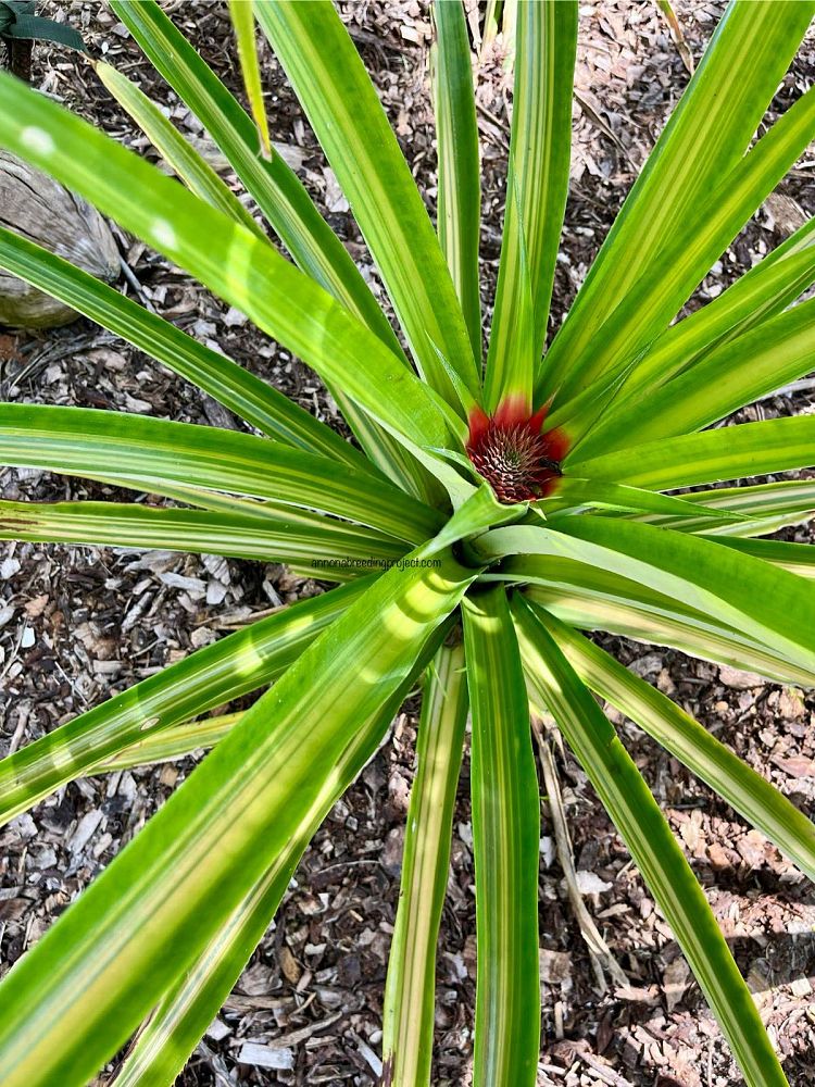 ananas-comosus-smooth-cayenne-pineapple-edible