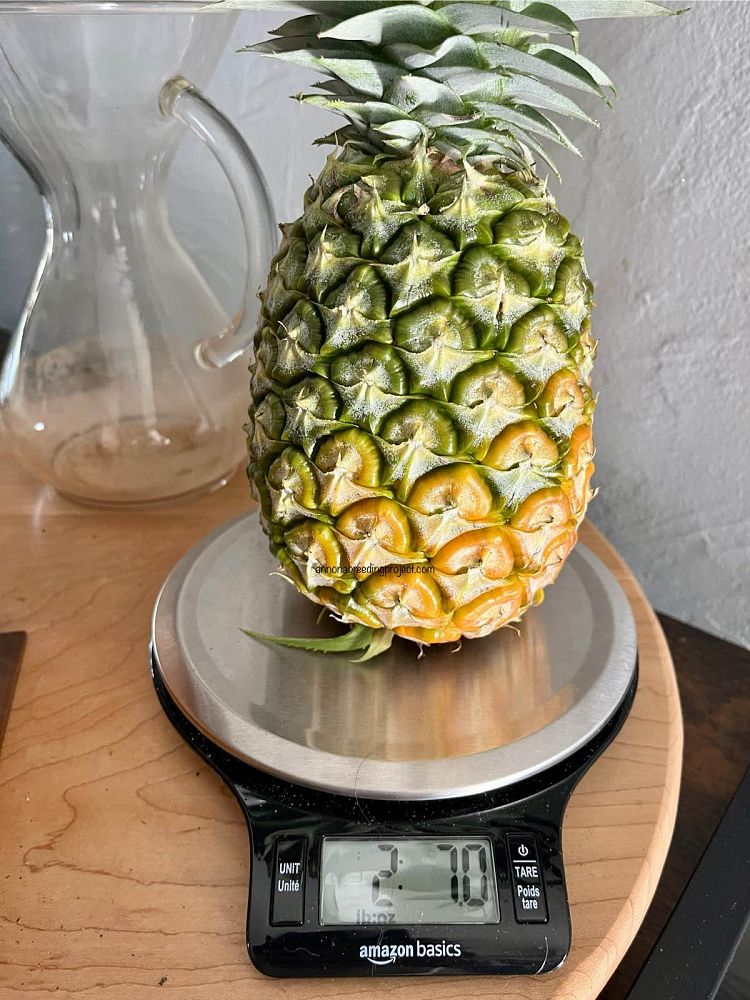 ananas-comosus-smooth-cayenne-pineapple-edible