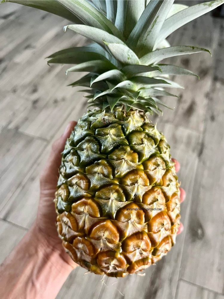 ananas-comosus-smooth-cayenne-pineapple-edible