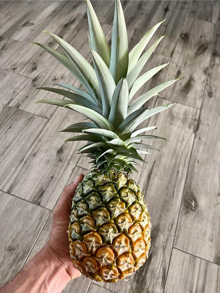 ananas-comosus-smooth-cayenne-pineapple-edible