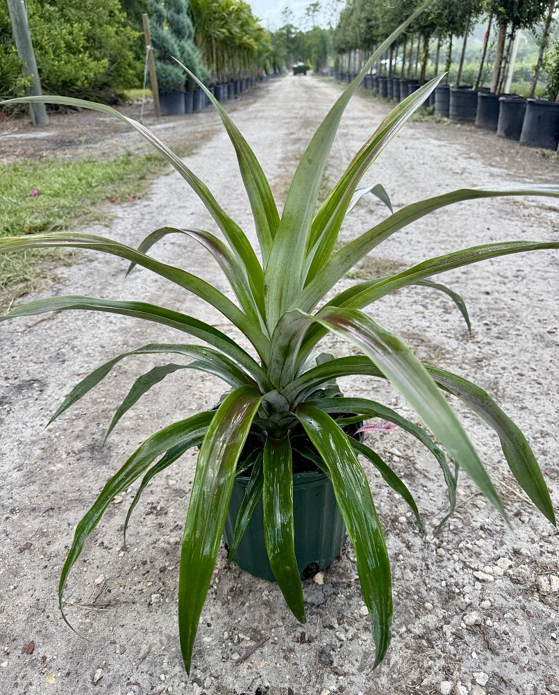 ananas-comosus-sugarloaf-pineapple-edible