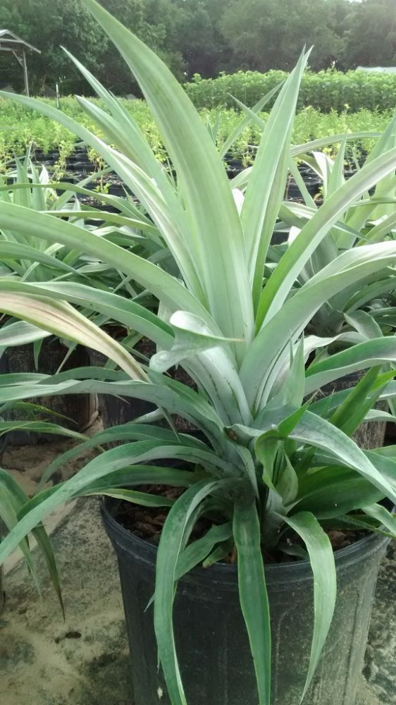 ananas-comosus-white-jade-pineapple