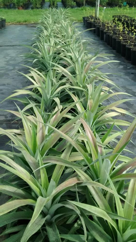 ananas-comosus-white-jade-pineapple