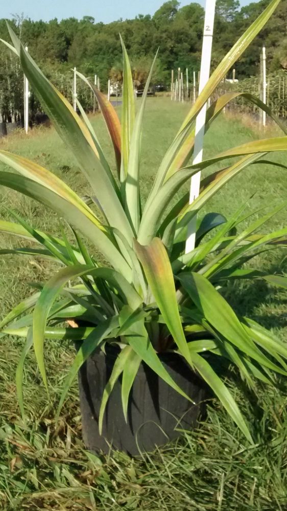 ananas-comosus-white-jade-pineapple