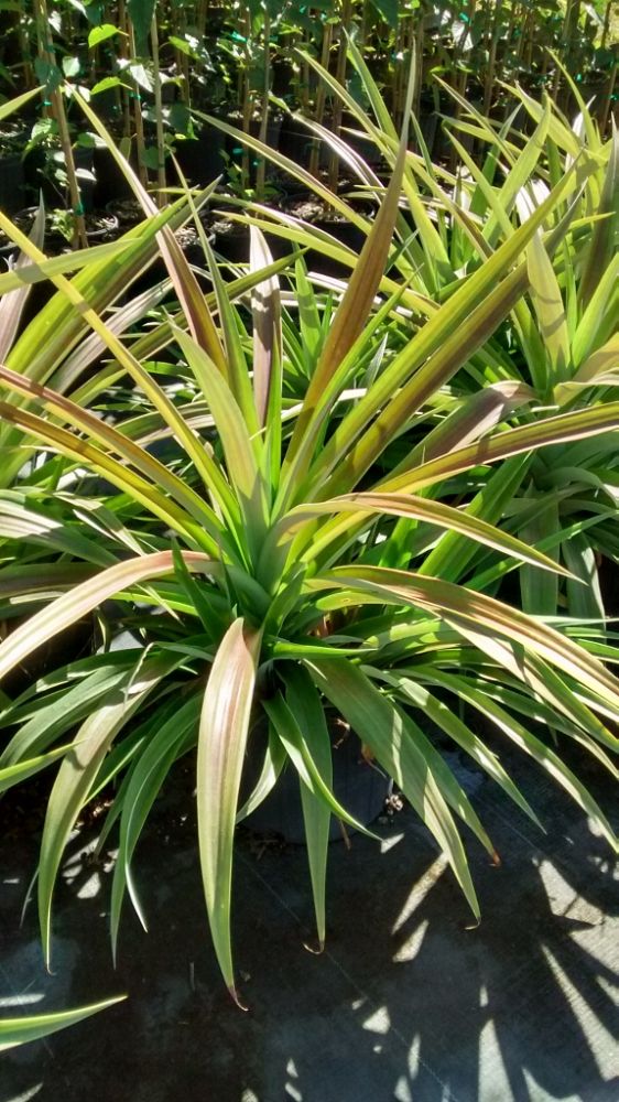 ananas-comosus-white-jade-pineapple