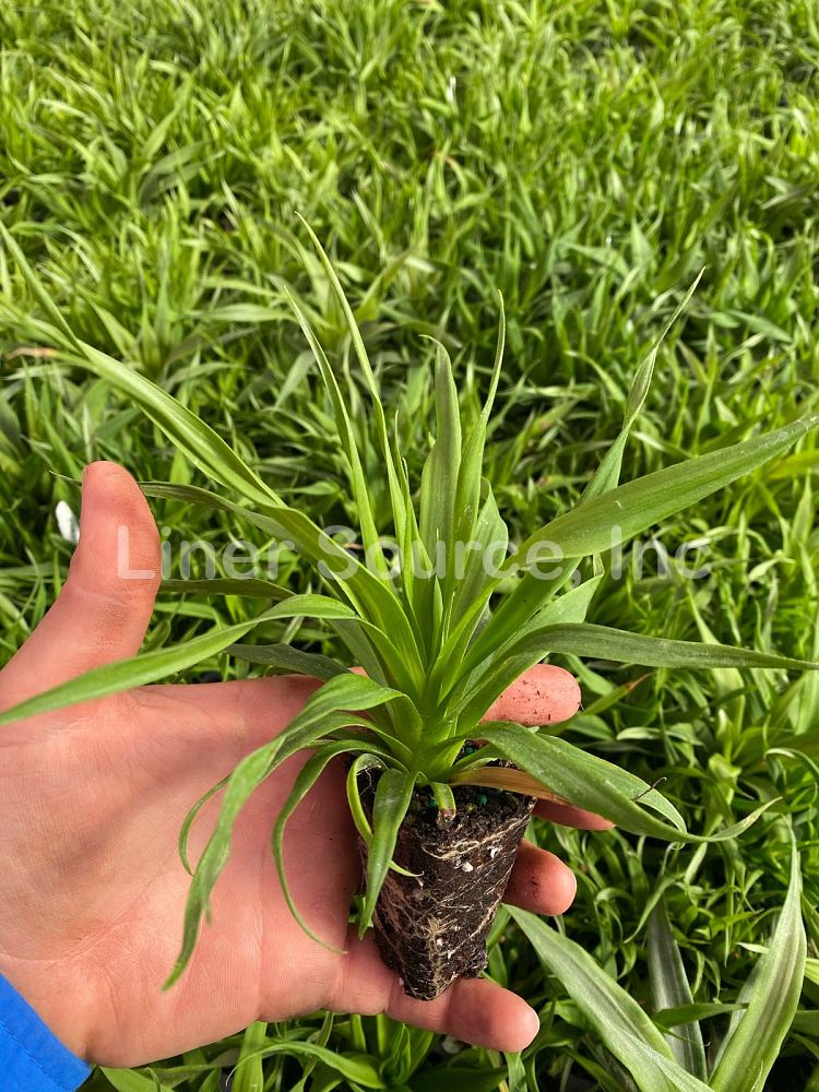 ananas-comosus-white-jade-pineapple