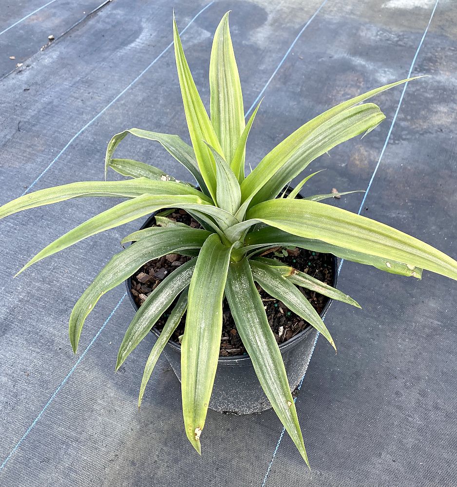 ananas-comosus-white-jade-pineapple