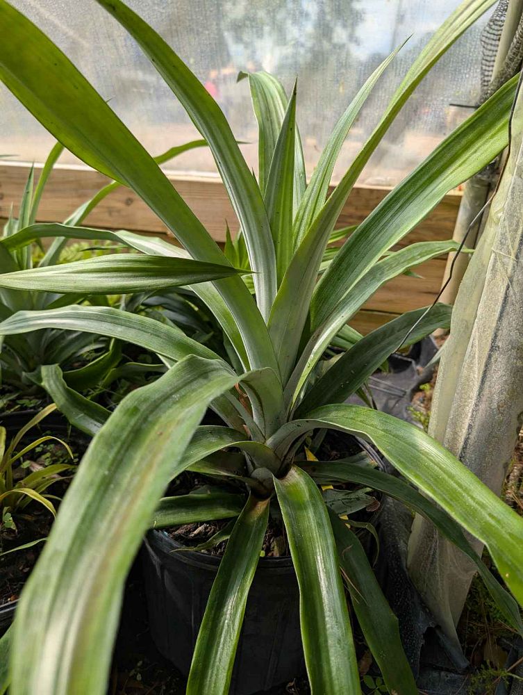 ananas-comosus-white-jade-pineapple