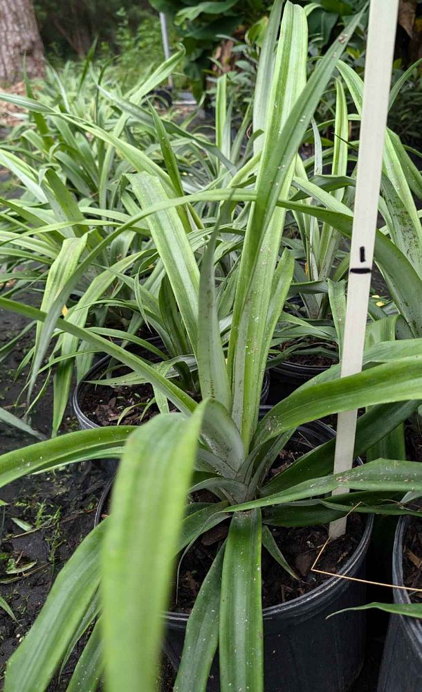 ananas-comosus-white-jade-pineapple