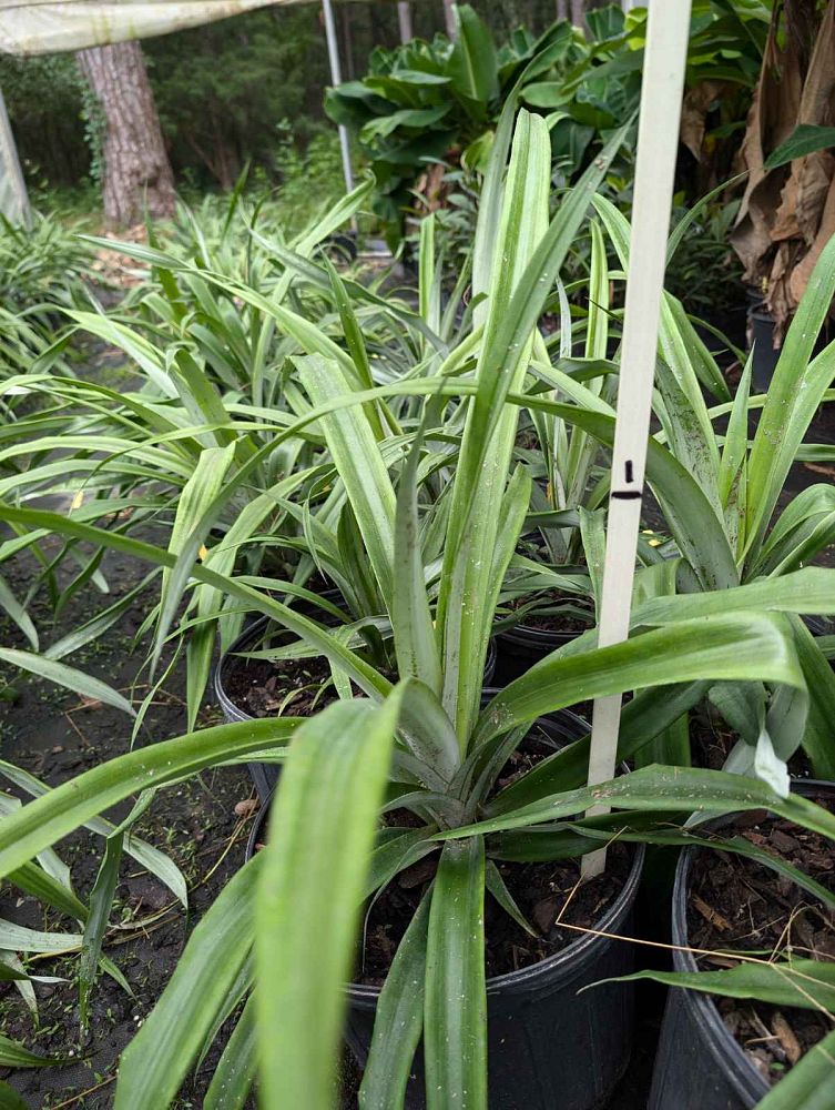ananas-comosus-white-jade-pineapple